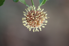 Mitragyna parvifolia